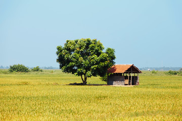 small house near green tree in the middle of a flowering rice field.