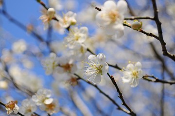 Plum Blossoms in Spring in Nantou, Taiwan