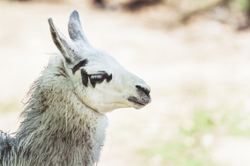 Lama
