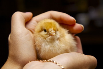 Little chick in girl hands