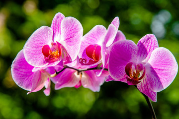 Purple Orchid branch on green natural background 