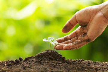 Hand touching leaf of seedling by gentle and care, Environment conservation, reforesting and...