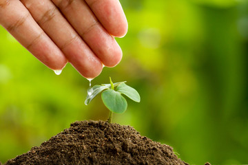 Hand watering seedling on rich soil by gentle and care. Power and Energy, World Environment, Agriculture concept.