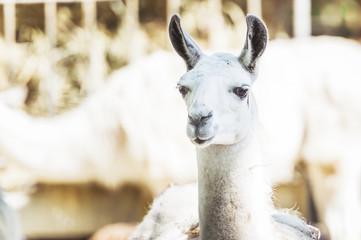 Lama