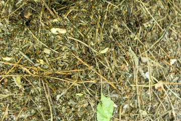 A lot of ants work diligently in an anthill and carry heavy loads for construction. Teamwork.