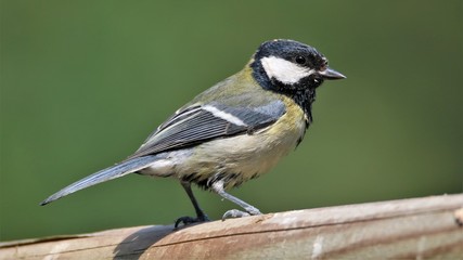 Obraz premium Great Tit