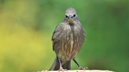 Juvenile Starling