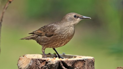 Juvenile Starling