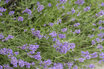 Lavender flowers outdoors on a plant.