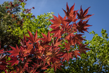 Japanischer Ahorn, Acer japonicum
