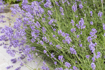Lavender flowers outdoors on a plant.
