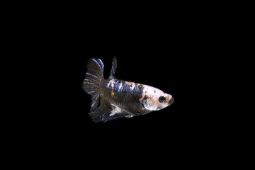 Siamese fighting fish &ldquo;Pla-kad Thai&rdquo; on isolated black background with clipping path.