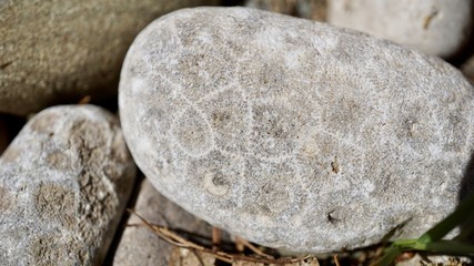 Petoskey Stone