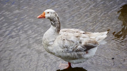 Goose