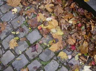 Feuilles morte sur pavé