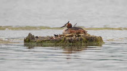 Great Crested Grebe