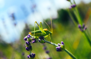 Green grasshopper on the lavender field, macro view, countryside life concept.