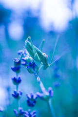 Green grasshopper on the lavender field, macro view, countryside life concept.
