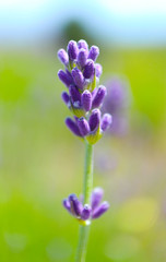 Beautiful single violet wild lavender flower, macro view. A field of purple lavandula herbs blooming in a french provence.