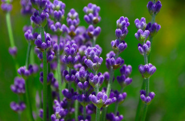 Beautiful violet wild lavender meadow backdrop. A field of purple lavandula herbs blooming in a french provence.