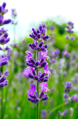 Fototapeta premium Beautiful violet wild lavender meadow backdrop. A field of purple lavandula herbs blooming in a french provence.