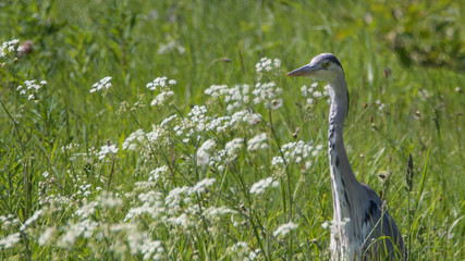 Heron