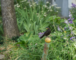 Blackbird on a column