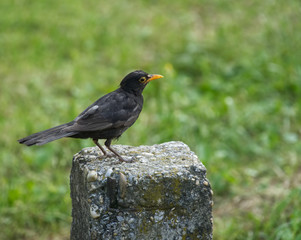 Blackbird on a column