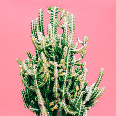 Cactus on pink background. Minimal plant art