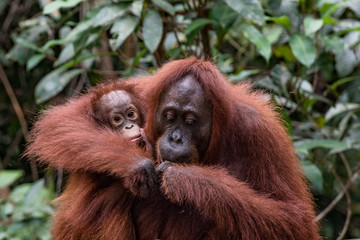 Borneo Orangutan