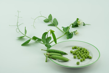 Fresh harvest green pea plant, pea pods and peas isolated on white background