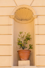 Pot with an olive tree in a niche with an arch on a facade