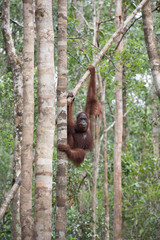Borneo Orangutan