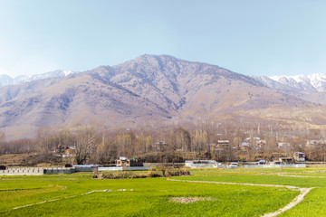 Fototapeta na wymiar Rice fields, village and Himalaya mountain