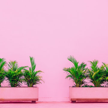 Palm and geometry. Minimal. Plants on pink concept.  Pink tropical mood