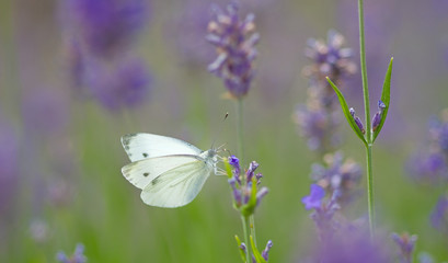 Lavendel mit Kohlweißling