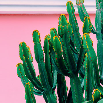 Plants on pink concept. Cactus on pink  wall background. Tropical fashion mood