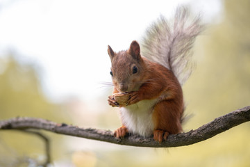 Red squirrel during molting is eating walnut and sitting on the branch in the forest
