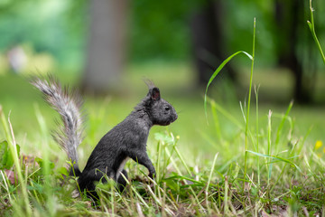 Naklejka na ściany i meble Black and white squirrel during molting is looking around the grass