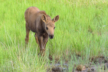 Shiras Moose of The Colorado Rocky Mountains