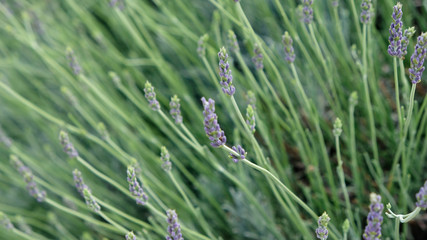 Lavender field in sunlight.