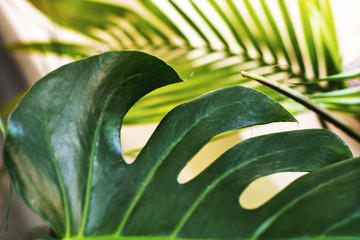 Fototapeta na wymiar monstera and palm plant leaves background