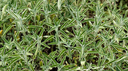Fototapeta premium Sage plant