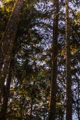 Wald