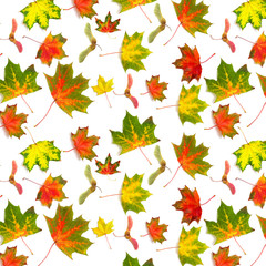 maple leaf bright on white background