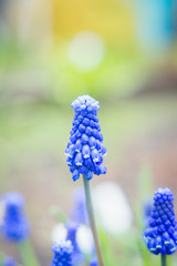 Muscari armeniacum (Blue Grape Hyacinth) blooming in the garden. Selective focus. Shallow depth of field.