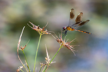 Halloween pennant dragonfly on some wildflowers!