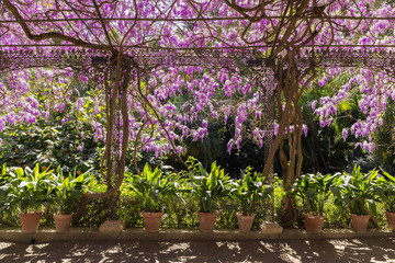 Arbor with pots and flowers wisteria