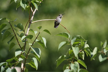 Hummingbird