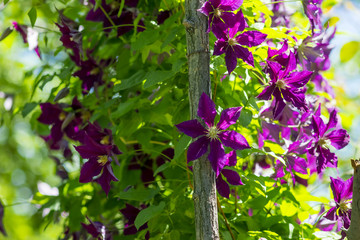 Clematis spilled wooden garden column